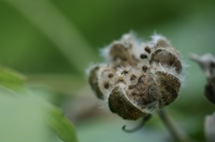 もうこんな季節