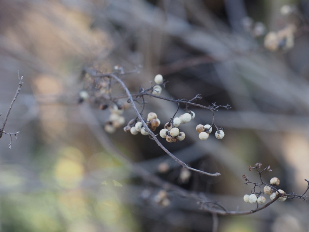シロミノコムラサキの枯れ