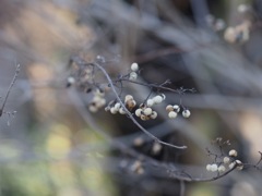 シロミノコムラサキの枯れ
