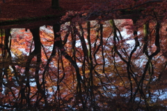 池の秋