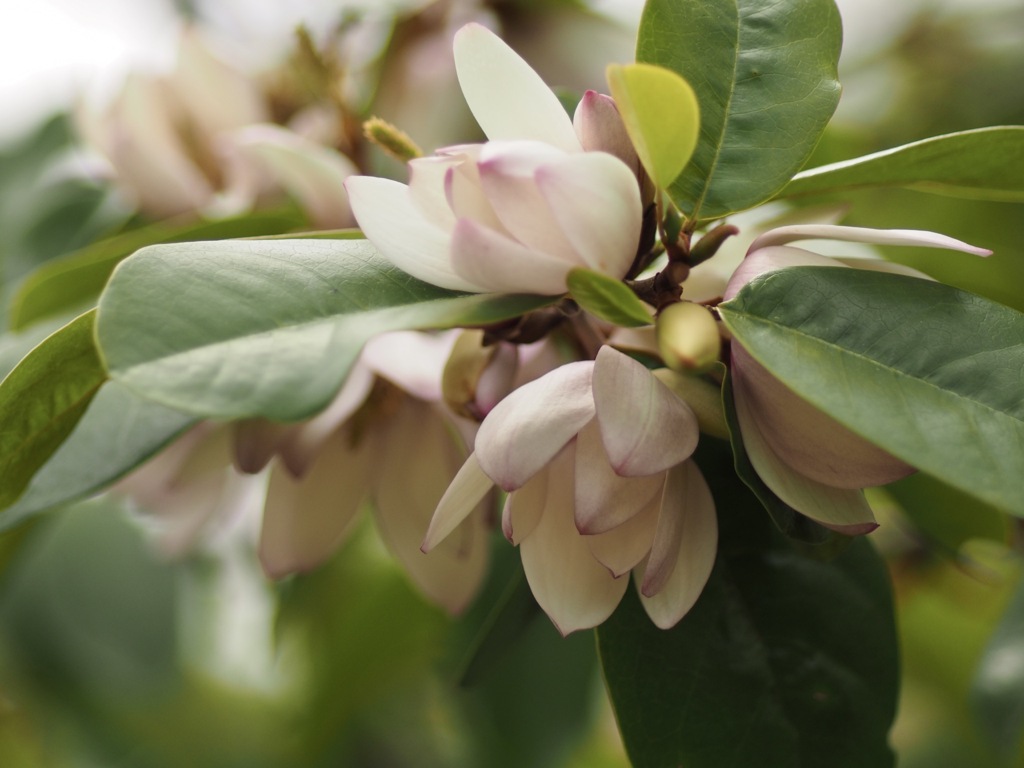 マグノリアの花たち