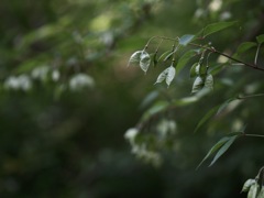 ミツバウツギ