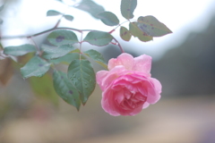 冬のバラ　5