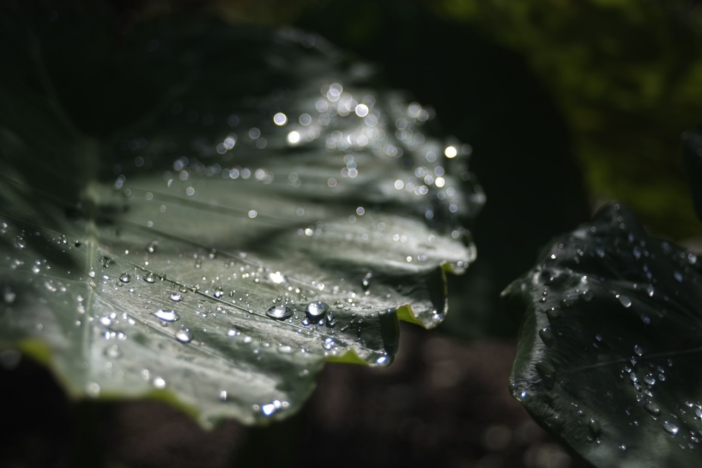 雨上がり