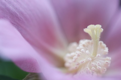 ふようじゃないフヨウ ふようじゃないフヨウ