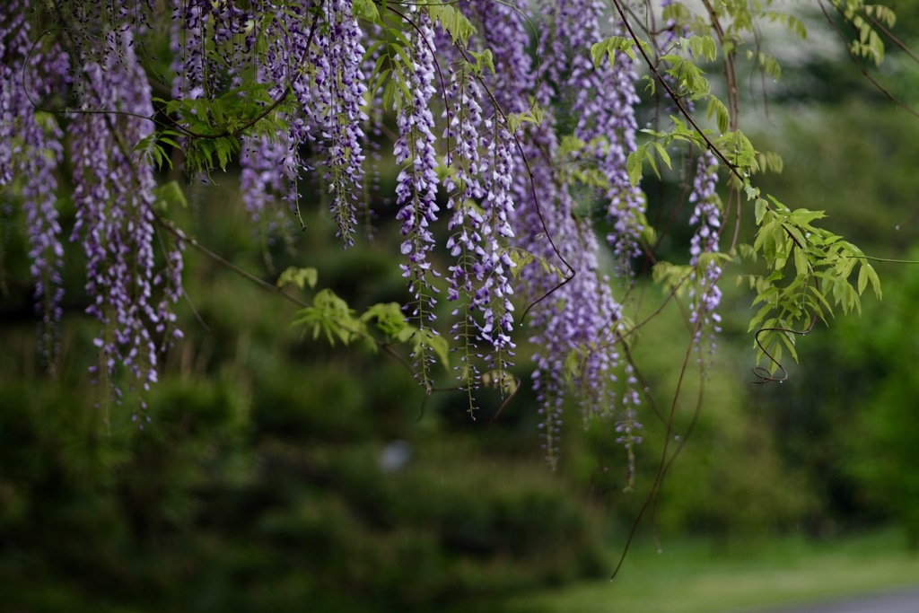 Wisteria in the rain