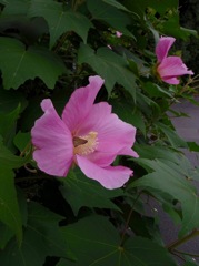 ぶらぶらさんぽ