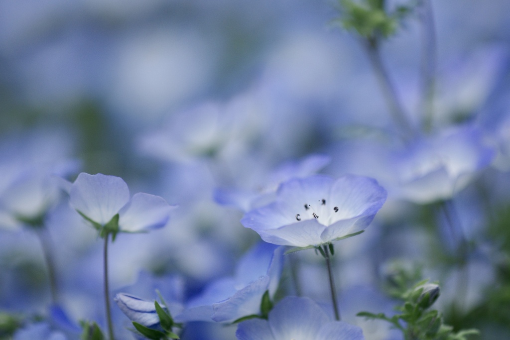 春の幻　3