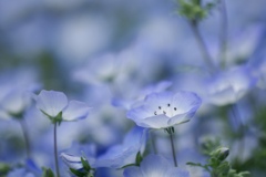 春の幻　3