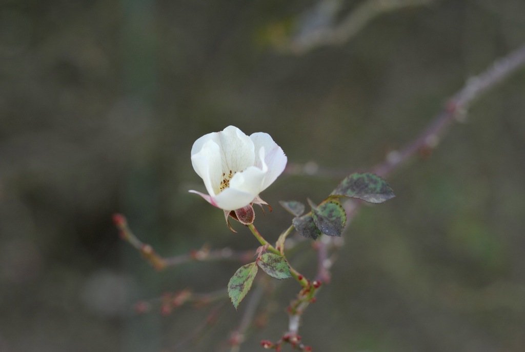 冬の薔薇