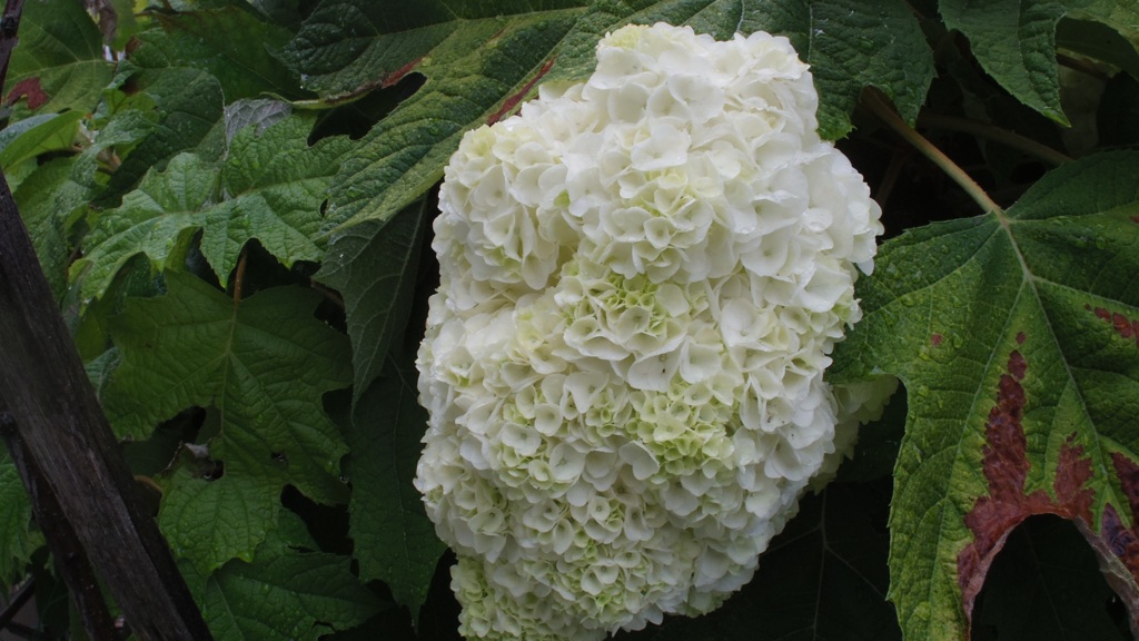 仕事場の紫陽花の全体像