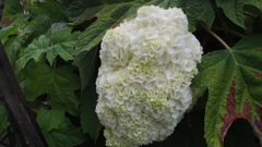 仕事場の紫陽花の全体像