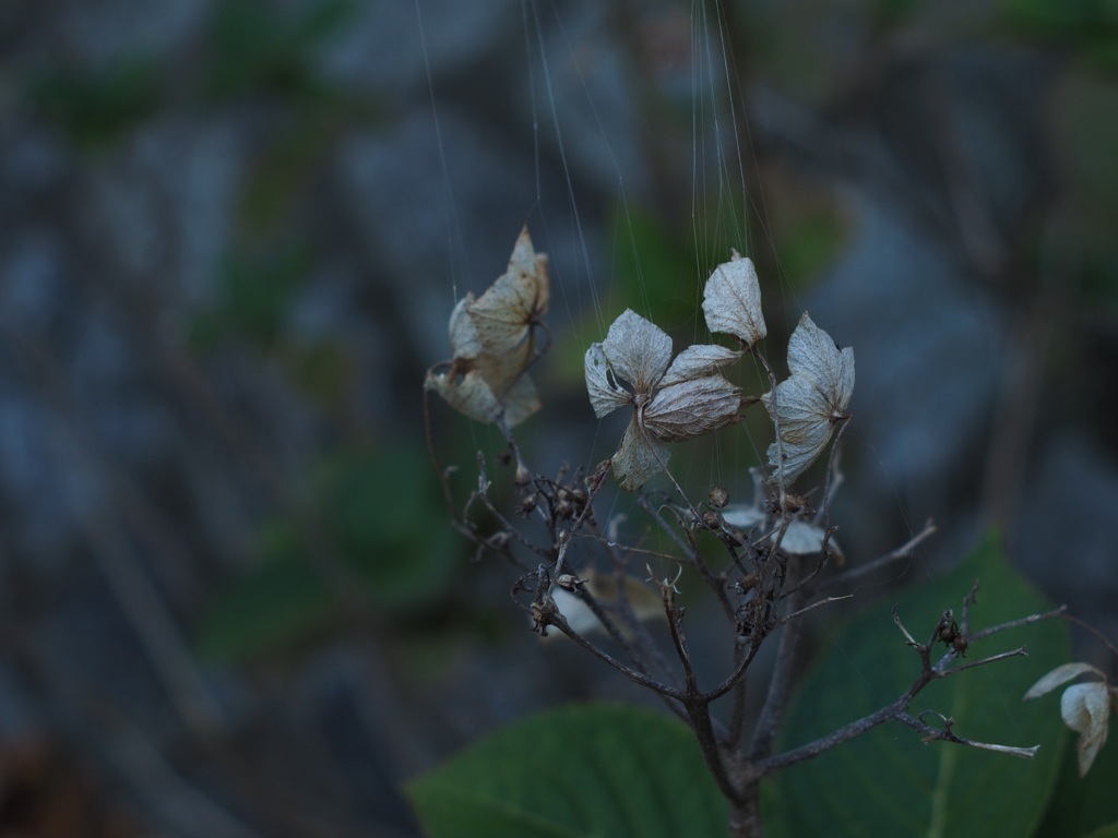 操られた紫陽花