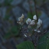 操られた紫陽花