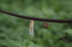 命をかけた綱渡り