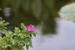 浜茄子の咲く頃