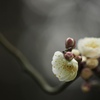 白梅　その2