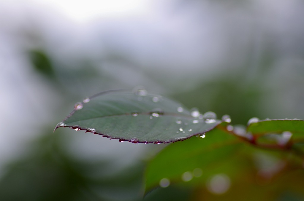 雨上がりの薔薇  4