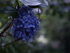 木陰で