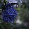 木陰で
