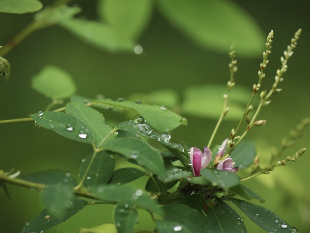 雨の日..