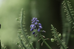 春の幻　1