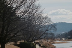 桜が待ち遠しい賀茂川河川敷
