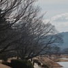 桜が待ち遠しい賀茂川河川敷