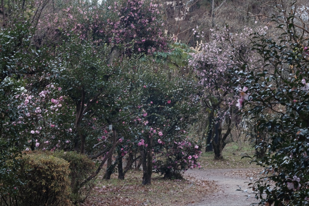 サザンのオールスターズ