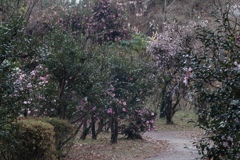 サザンのオールスターズ