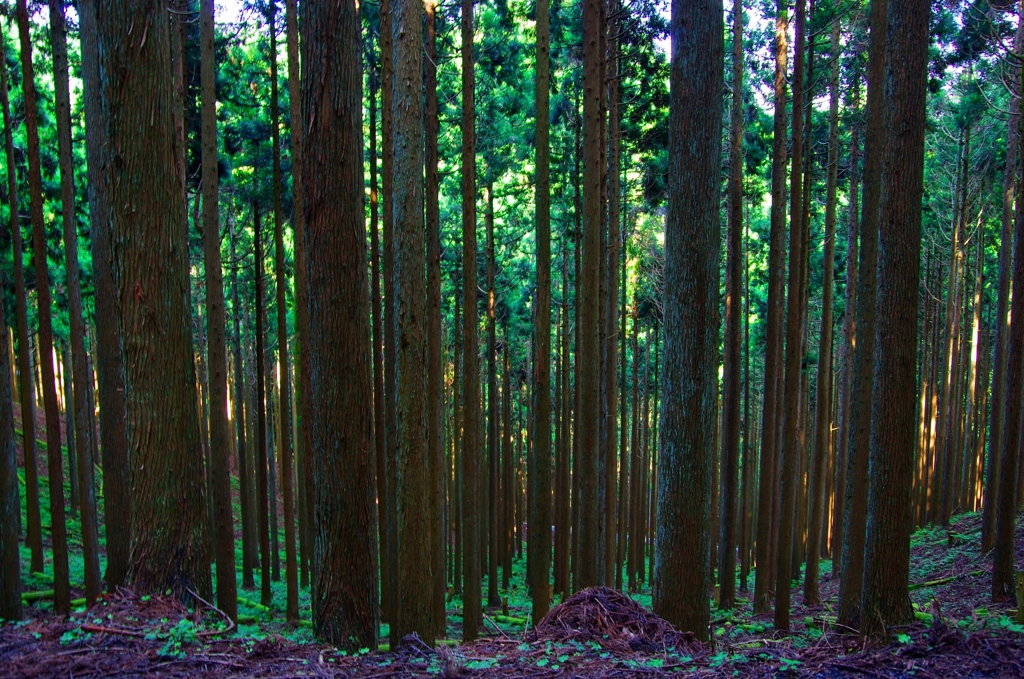上から北山杉