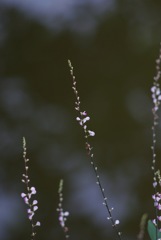 名前わかりましぇん。