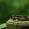 日向の道を