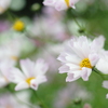Last Cosmos