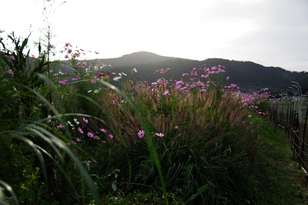 広沢の池から嵐山方面