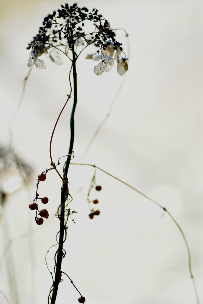 冬の紫陽花　1