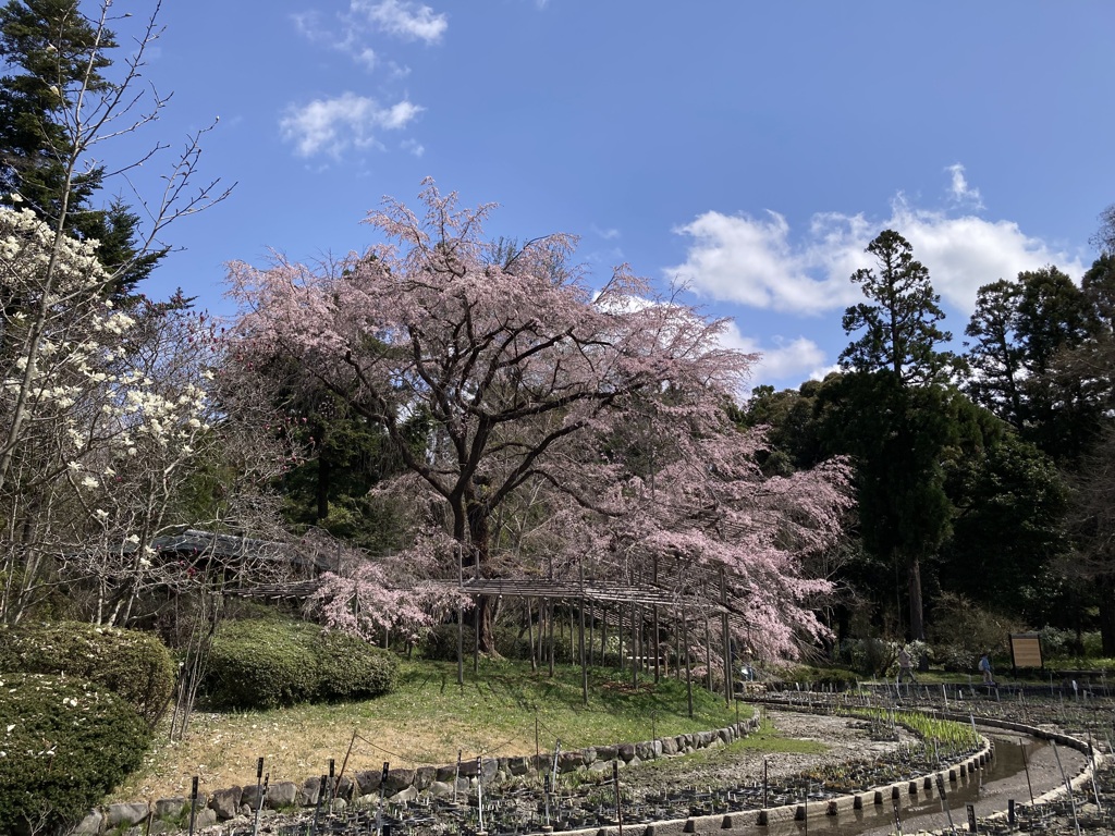 大枝垂桜