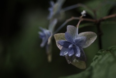 Rainy Blue