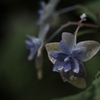 Rainy Blue