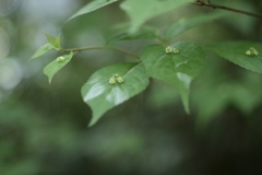 花を乗っけて