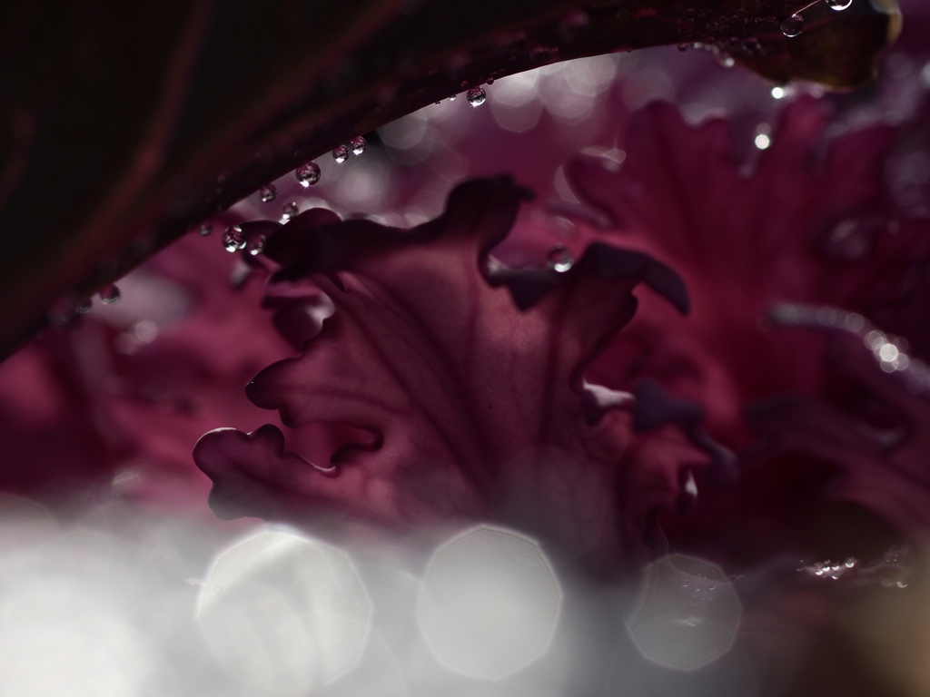 雨やどり