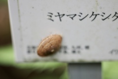 カタツムリ？　1
