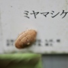 カタツムリ？　1