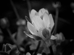 白黒に変換してみました。