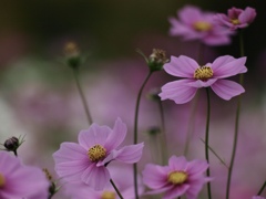 ラストコスモス