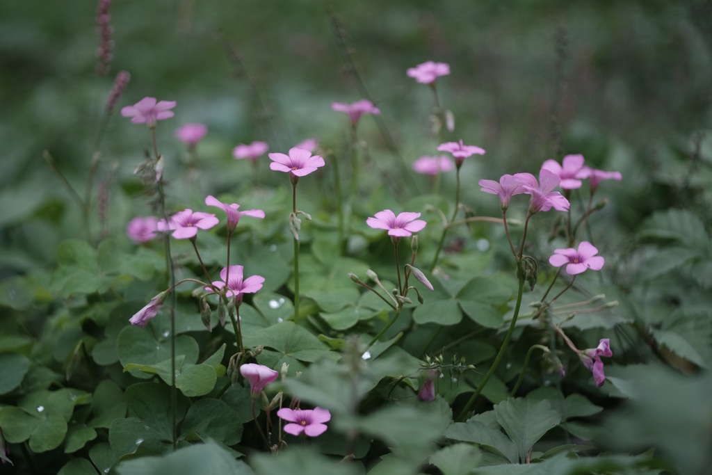 芋酢漿草