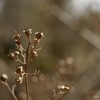頭のてっぺんに毛が3本