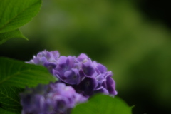 藤紫色
