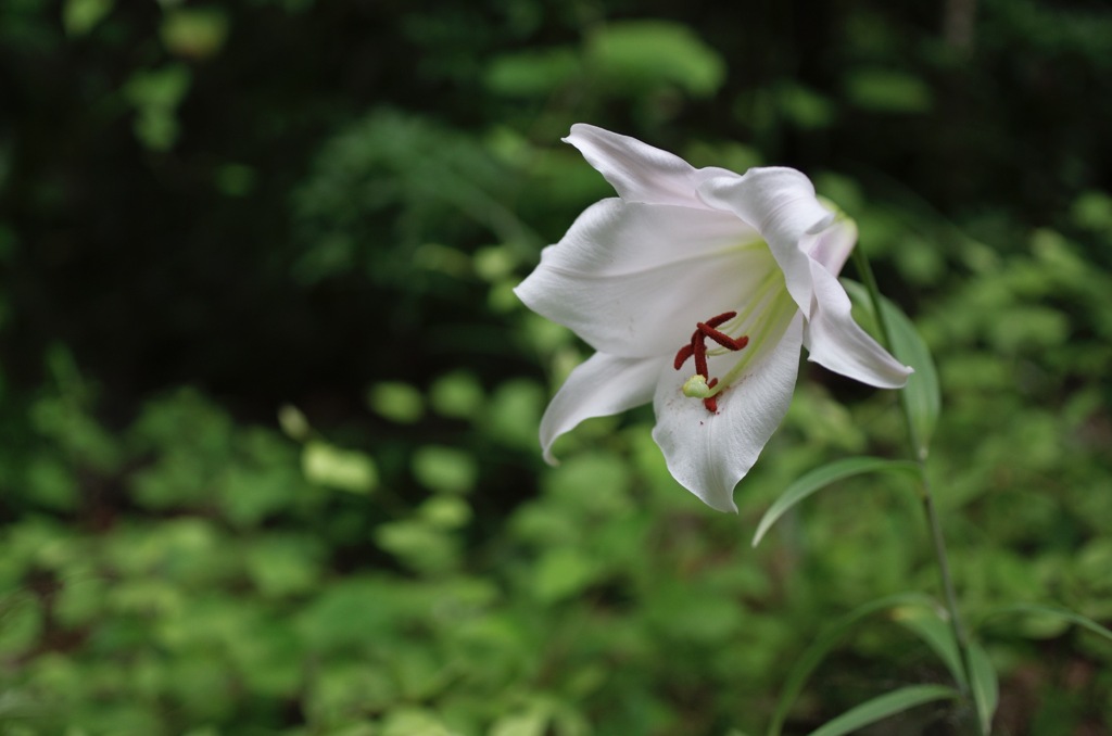 白く咲くのはユリの花