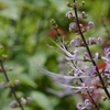 植物園のネコノヒゲと